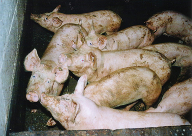 Massen-Schweine