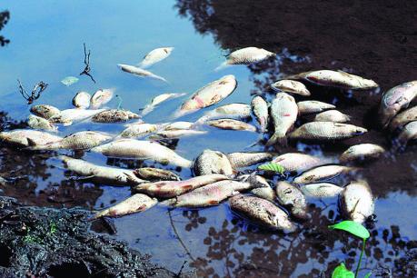 Tote Fische